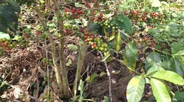 Plantação do Café