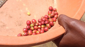 Produção do Café Arábica